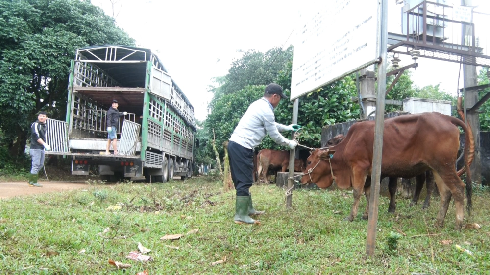 Hướng Hoá: Hỗ trợ 22 con bò giống cho hộ nghèo, hộ cận nghèo